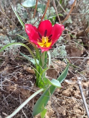 Tulipa suaveolens