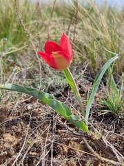 Tulipa suaveolens