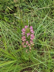 Brachycorythis ovata ovata