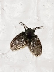 Clogmia albipunctata
