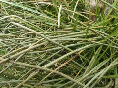 Ephedra distachya