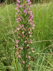 Brachycorythis ovata ovata