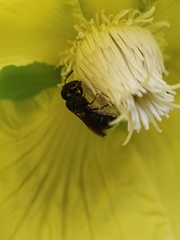 Ceratina perforatrix