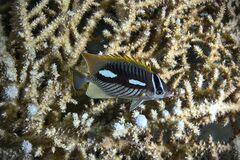 Chaetodon trifascialis