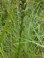 Brachycorythis ovata ovata