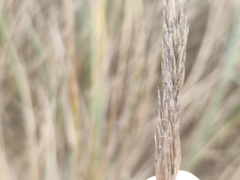 Ammophila arenaria
