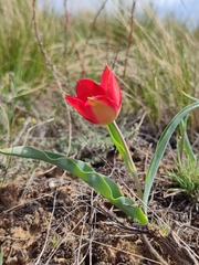 Tulipa suaveolens