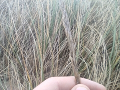 Ammophila arenaria