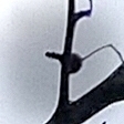 Aegithalos caudatus