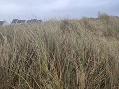 Ammophila arenaria