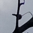 Aegithalos caudatus