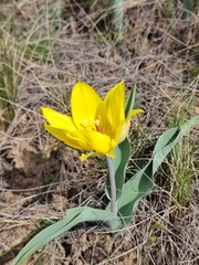 Tulipa suaveolens