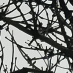 Aegithalos caudatus