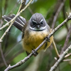 Rhipidura fuliginosa placabilis