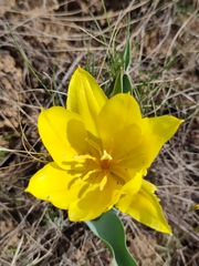 Tulipa suaveolens