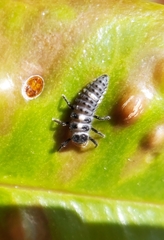 Coccinellinae
