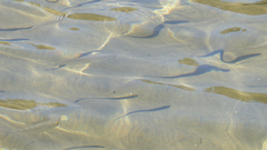 Aldrichetta forsteri