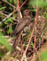 Cacomantis merulinus