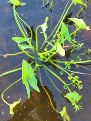 Sagittaria