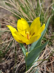 Tulipa suaveolens