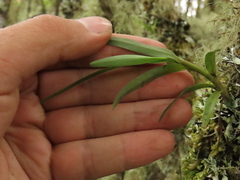 Epidendrum oxysepalum