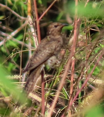 Cacomantis merulinus