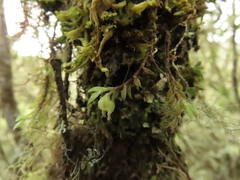 Fernandezia hispidula