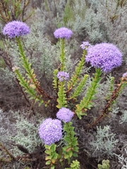 Pseudoselago serrata