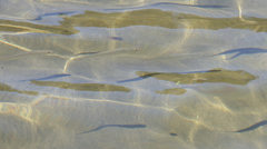 Aldrichetta forsteri