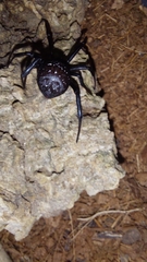 Latrodectus indistinctus