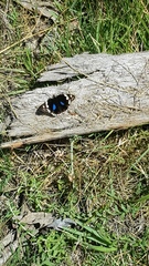 Junonia oenone oenone