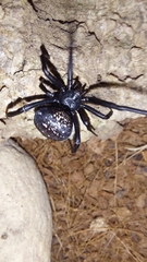 Latrodectus indistinctus