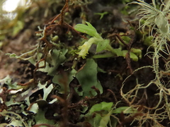 Fernandezia hispidula