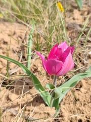 Tulipa suaveolens