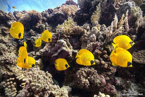 Masked Butterflyfish