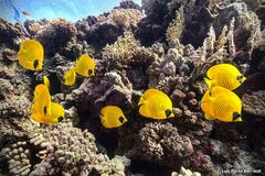 Chaetodon semilarvatus