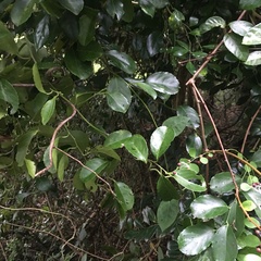 Celastrus paniculatus