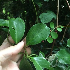 Celastrus paniculatus