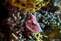 Hexabranchus sanguineus