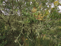 Gaiadendron punctatum