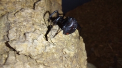 Latrodectus indistinctus