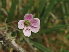 Geranium santanderiense