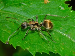 Polyrhachis militaris