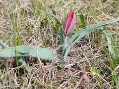 Tulipa suaveolens
