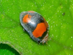 Coccinelloidea