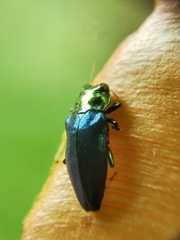 Endelus cupido