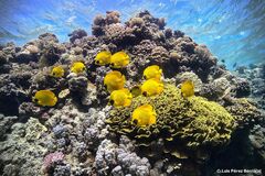 Chaetodon semilarvatus