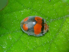 Coccinelloidea