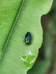 Endelus cupido