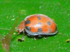 Coccinelloidea